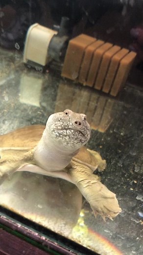 Close-Up View of a Unique Turtle in Glass Enclosure