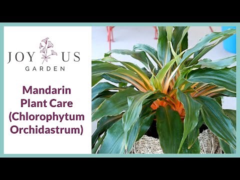 MANDARIN PLANT CARE & GROWING TIPS (CHLOROPHYTUM ORCHIDASTRUM)