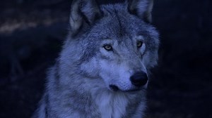 clip-1065149434-portrait-alpha-male-wolf-hunting-night