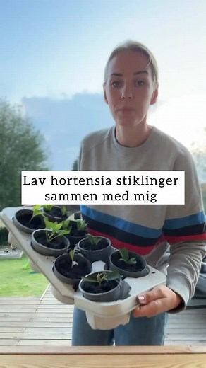 Gratis planter til haven? 🌱 MANGE planter kan du tage stiklinger af. Det gælder bl.a for alle hortensia. 1. Find et nyt skud uden blomst på. 2. Fjern nogle bladsæt, og fjern det yderste på de blade som skal blive. 3. Sæt det i en potte med muld. 4. Vand når jorden er tør og sæt den et lunt sted, uden alt for meget direkte sol ☀️ Super nem måde, at få mange gratis planter til haven! #have #hortensia #stikling #haveglæde #stiklinger #hortensiastiklinger | LouiseSundahl