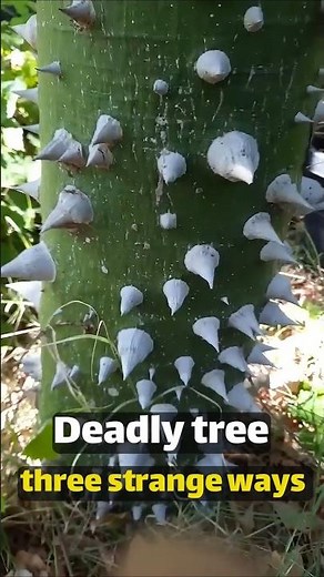 The Tree That Literally Explodes to Hurt You