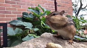 Clever Chipmunk Strategically Stuffs Three Giant Unshelled Peanuts Into His Stretchy Cheeks