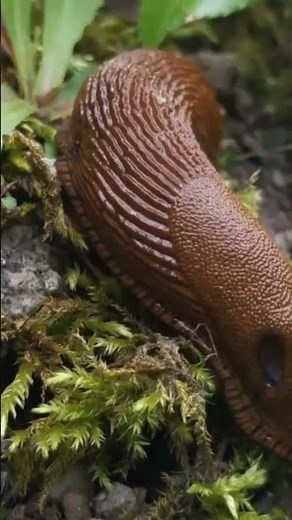 Close Shot of Brown Slug