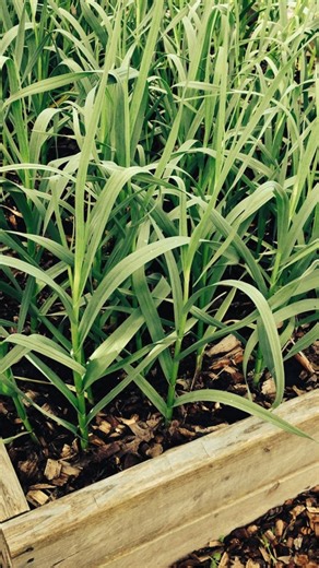 Is your allotment ready for winter? Don’t just leave your plot until spring! Winterising your allotment protects your soil, conserves nutrients, and gives you a head start for a productive season. From no-dig mulching to green manures and frost protection, our latest guide has all the tips you need. 👉 Read the full blog: https://thenas.org.uk/Winterise-Allotment #AllotmentLife #GardeningTips #WinterGarden #NationalAllotmentSociety #UrbanGardening #GrowYourOwn #HomeGrown #OrganicGardening #Veget