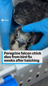 172 reactions · 15 comments | A peregrine falcon chick that hatched in Glasgow has died after contracting bird flu two months after hatching. Glasgow Peregrine Project confirmed that the chick, named Jack, died on Wednesday. The young falcon, named after the character from TV comedy Still Game, hatched on top of the University of Glasgow tower in April alongside his brother Victor. #news #scotland #glasgow #falcon #wildlife | STV News | Facebook