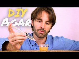 Easy $0.25 Agar Plates for Mushrooms (No Lab Needed!)