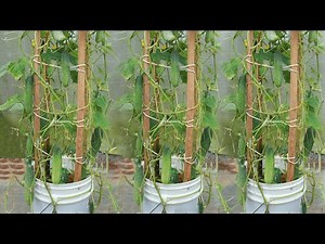 How to grow cucumber in paint bucket easily