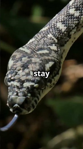 Why Do Snakes Shed Their Skin #snakes #snakeskin why snakes change their skin #animals #shedding