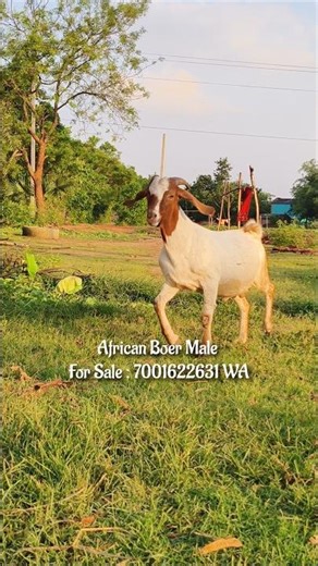 African Boer Male For Sale #boergoat #farming #goathusbandry