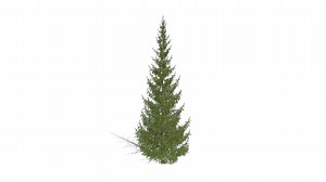 Realistic HD Norway spruce (3/43) - Download Free 3D model by PlantCatalog
