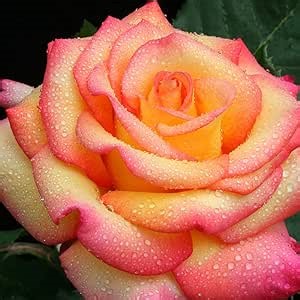 Heirloom Roses Rose Plant - Dream Come True™ Rose Bush, Grandiflora Live Plant for Planting Outdoors