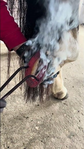 Hot Shoeing 🔥 Farrier ⛏️ new Horse Shoe 🐴 Sliding Plate 🐴 Blacksmith