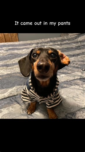 46K views · 1.4K reactions | 49.Charlie is a sad boy #charlieskingdom20 #fbreels #viral #fypシ #fyp #love #foryou #trending | Kelly Smith | Facebook