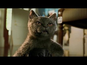 Фильм Кошки против собак за минуту