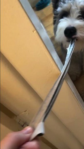 Hilarious Dog Pulls Underwear!!