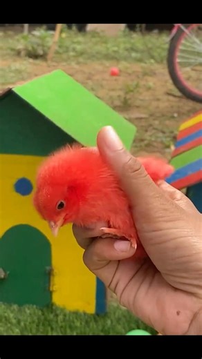 Baby Chicks Rainbow chicks 🌈🐣🐥#cute #chicks #viralvideo #youtubeshorts #birds