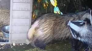 Poor Bracken has still got his limp but here he is being greeted by Faith. They had a 20 minute grooming session here in the garden which for me is so lovely to see that they are comfortable enough for such natural behaviour here 😍🦡🦡🐾🐾❤️ | Mr Lumpy & Friends.