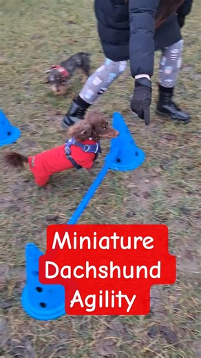 Clever mini sausage dog doing all the jumps on agility course