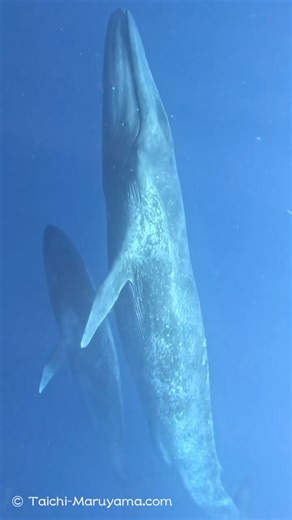 📸 : @taichi_maruyama · Blue whale mothers and calves communicate using low-frequency sounds that can travel hundreds of miles underwater. Mothers produce tonal calls to maintain contact, while calves respond with higher-pitched calls. These vocalizations help them stay together in the vast ocean and may play a role in learning migration routes. Researchers have recorded mother-calf pairs using quieter calls, possibly to avoid detection by predators. #whale #whalcalf #nature #oceanlife #sealife 