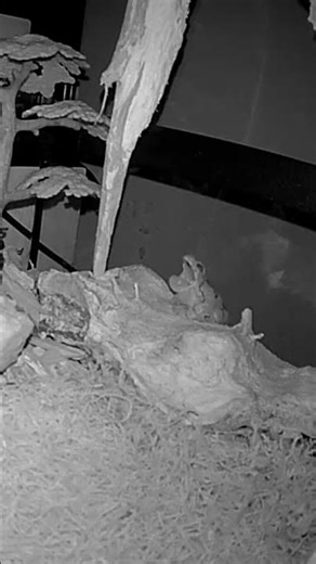 My gray free frog burping 😂