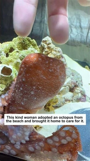 This kind woman adopted an octopus from the beach and brought it home to care for it.