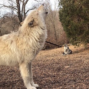 Their howls give you chills. The good kind. #standforwolves | Wolf Conservation Center