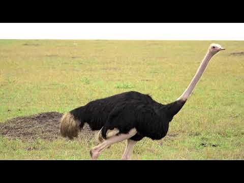 Ostrich, Walking, No. 1