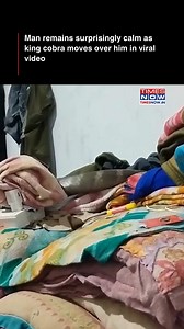 13M views · 35K reactions | A video that recently went viral on social media has left viewers stunned, showing a man remaining eerily calm in the face of a highly dangerous situation. The clip, features a massive king cobra slithering across a bed — right next to the man, who lies beside it and films the scene with remarkable composure. | TIMES NOW | Facebook