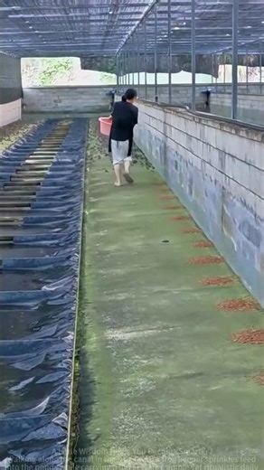 Daily Frog Feeding Routine: Sprinkling Food Along the Canal