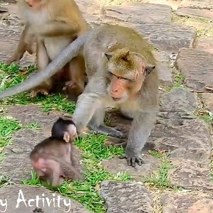 Baby just follow Papa, Why Papa hits his own baby no reason like that | Monkey Pet Collection