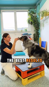 🚨 Ignore this one hidden muscle, and your dog could pay the price later. Whether your dog loves off-leash adventures, hikes, or just zooming around the yard, one deep muscle plays a huge role in movement, stability, and injury prevention. But it’s often completely overlooked. 🫨 That muscle? The psoas. 💡 Why does it matter? 🔹 Helps your dog move better. 🔹 Keeps them stable and flexible. 🔹 Supports posture and relaxation. Yet 19.4% of agility dog injuries involve the psoas - because most dog