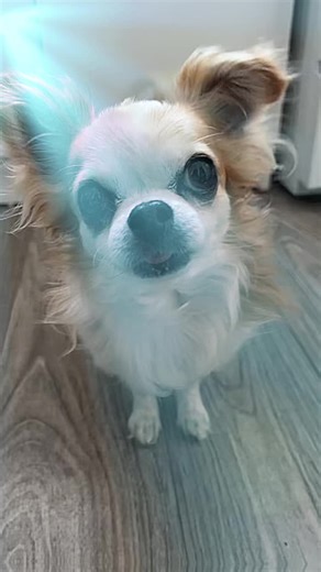 Vidéos de Marie Anne Lafaix (@marieannelafaix) avec Enola Gay (MS Project vs. OMD) - Ms Project & OMD