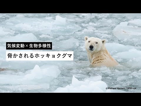 【気候変動✕生物多様性】ホッキョクグマ