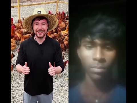 These Chichens Will Change People's Lives