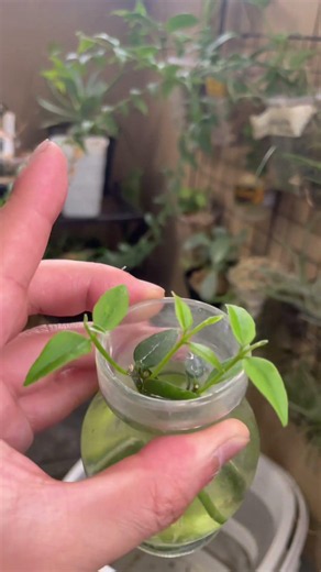 1ヶ月前に親株から切って水差しと水苔に植えてたホヤの現状、全部ちゃんと根が生え新芽もばりばり #ベランダ #植物 #plants