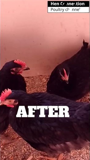 Australorp hen from chick to adult #hencareroutine #chickcare