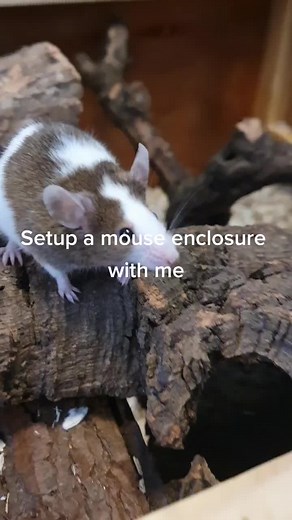 New year new setup! #mice #mouse #mouseenclosure #fancymouse #fancymice #propercare #cage #enclosure #smallpet #enrichment #forage #setup #petmice