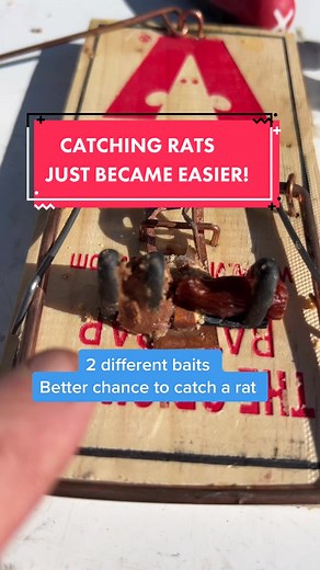 Making Attic and Crawl Space Rat Trapping Effortless