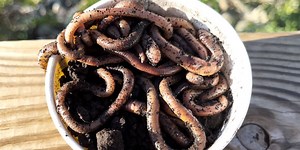 Out of fishing bait? Walmart will deliver it to you at the lake