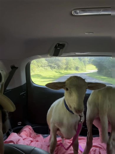 Holy Sheep: Exploring Farm Life with Curious Lambs