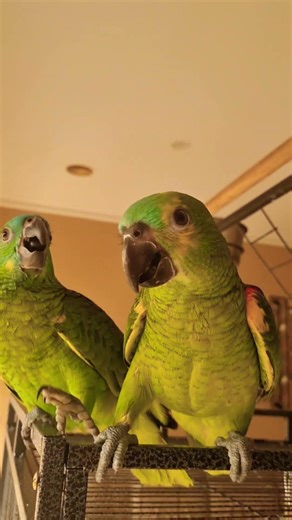 Fighting amazon parrots #parrot #viral