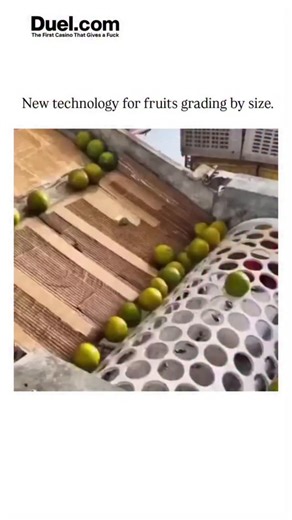KNOWLEDGE on Instagram: "- The video demonstrates a gravity-fed sieving conveyor sorting small green citrus fruits (likely limes) by size, with progressively larger holes allowing undersized fruits to drop off while larger ones proceed, a staple in postharvest processing. - Though captioned as "new technology," this method echoes ancient sieving techniques refined since the 1970s in fruit sorting machines, as documented in agricultural engineering literature like ASABE studies on perforated belt