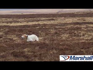 canon 7D English pointers working on grouse moor shot with canon 7D