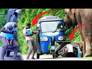 Severe wild elephant attacks including live action to save a small child from wild elephant attack..