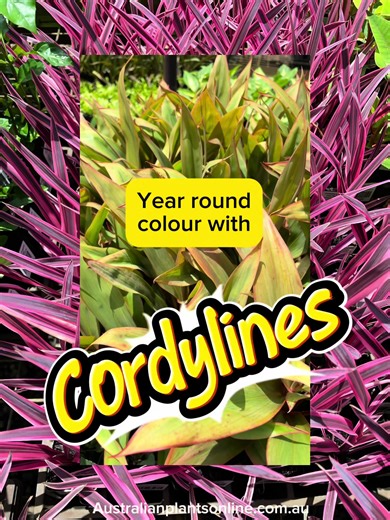 Low effort, high colour - all year 🌱 21 varieties of Cordylines in stock this week. #australianplantsonline #apo #onlinenursery #onlineshopping #cordyline@