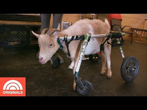Goats Of Anarchy: Inside The Animal Sanctuary For Special Needs Goats | TODAY Original