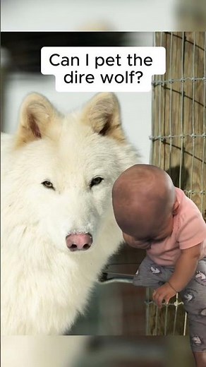 “Can I pet the dire wolf?”