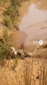 Swimming Wild : Water navigation mastered