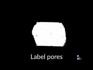 Segmentation and labelling of micro-CT data