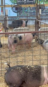 I didn’t know pigs got the zoomies! These fancy fellas (or gals) acted like barrel horses getting ready to go into the arena. “Put me in coach! I’m ready to play!” 😂😂 #thecowboyswife | The Cowboy's Wife - A Day In The Life Of The Cowboy's Wife